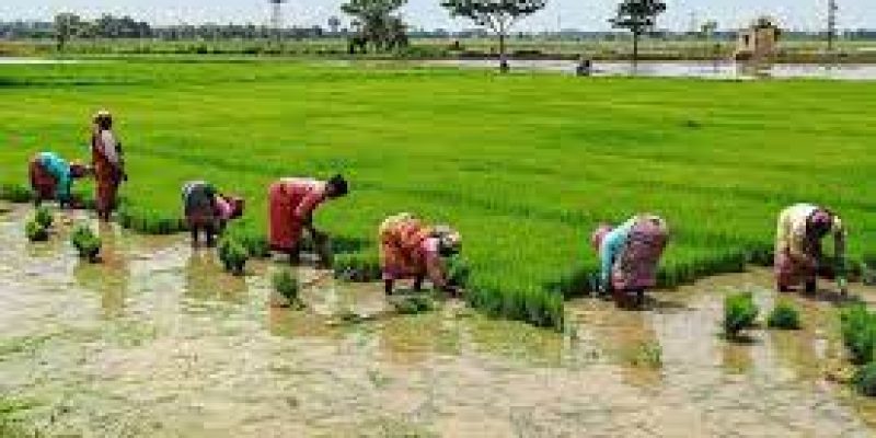 Agriculture sector employs highest female workers: Labour Ministry