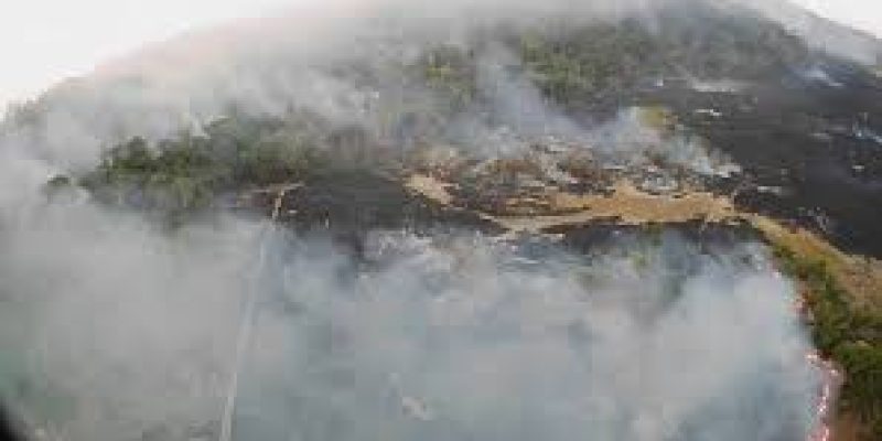 Parts of the Amazon rainforest are on fire