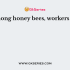 In honey bees the drones (males) are produced from
