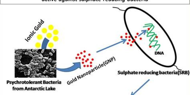 Eco-friendly Synthesis of Gold Nanoparticles from Antarctic Bacteria
