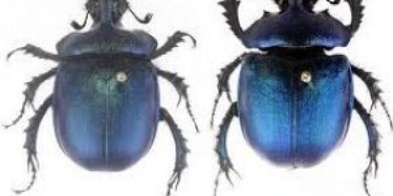 Arunachal Pradesh: New species of dung beetle found in Tawang