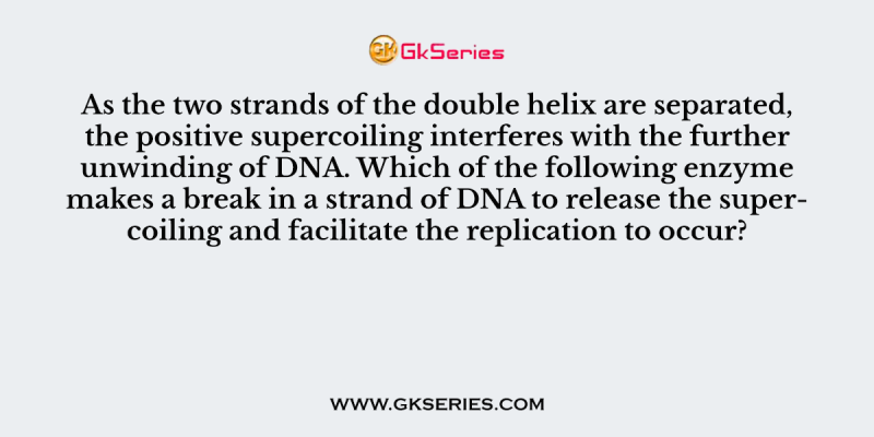 As the two strands of the double helix are separated, the positive supercoiling interferes with the further unwinding of DNA