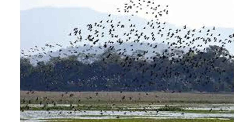 Asian Waterbird Census 2026 at Pobitora