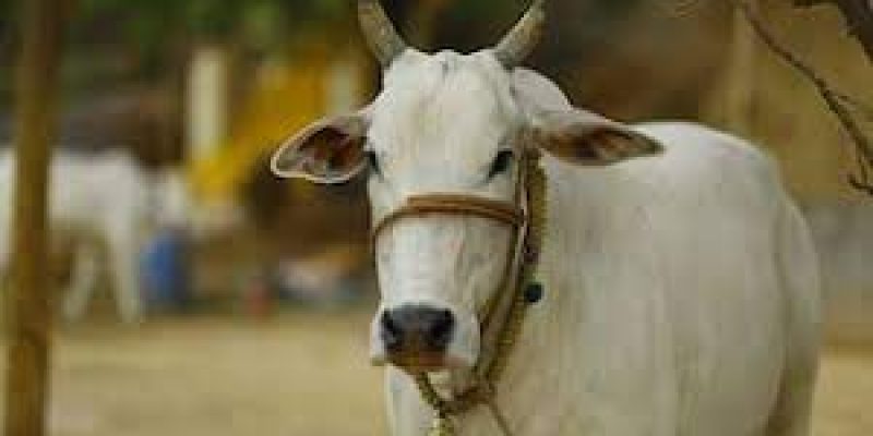 Assam CM tables cattle Protection Bill