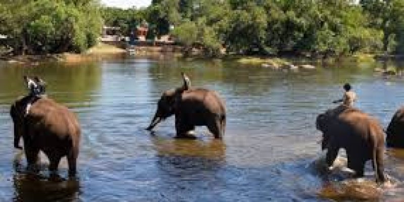 Assam Launches ‘Gajah Mitra’ Scheme to Protect People and Elephants