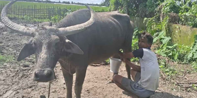 Assam farmer Jitul Buragohain honoured with National Breed Conservation Award