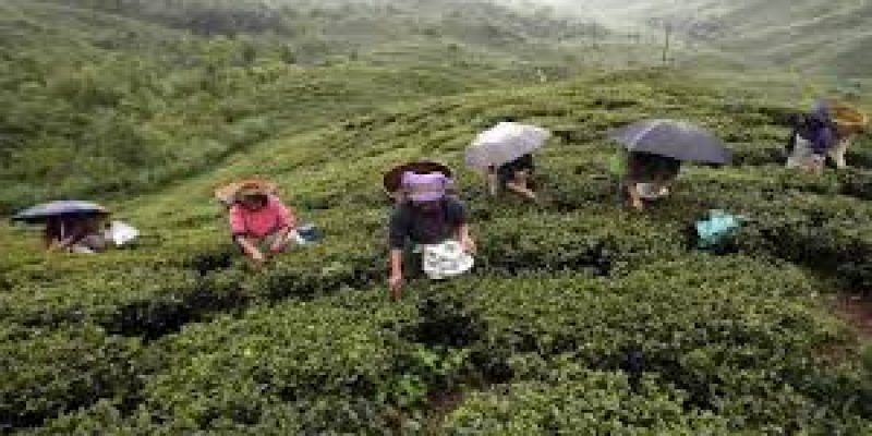 Assam govt increasing daily wage of tea garden workers