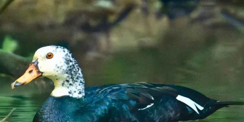 Assam’s state bird on the brink as White-winged Wood Duck faces extinction crisis