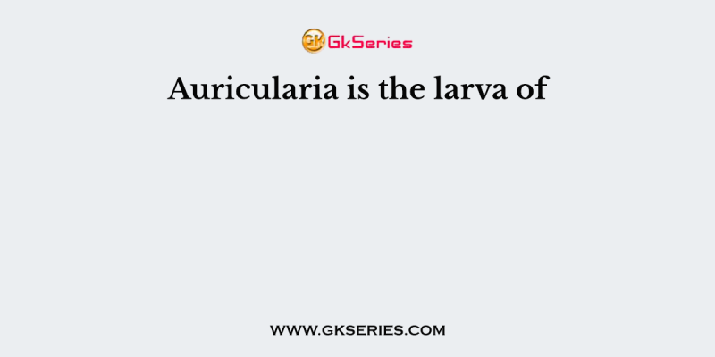 Auricularia is the larva of