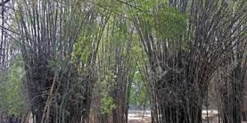 Centre to develop three Bamboo Clusters in J&K