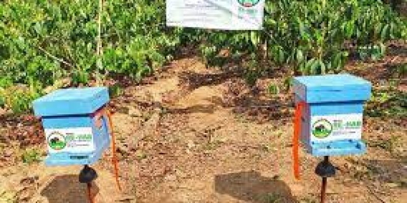 Bee fences to ward off elephant attacks