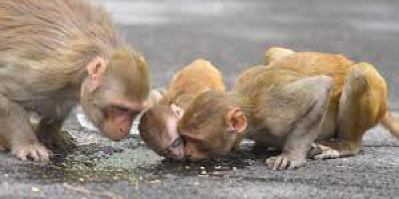 Beijing’s first human infection case with Monkey B virus died