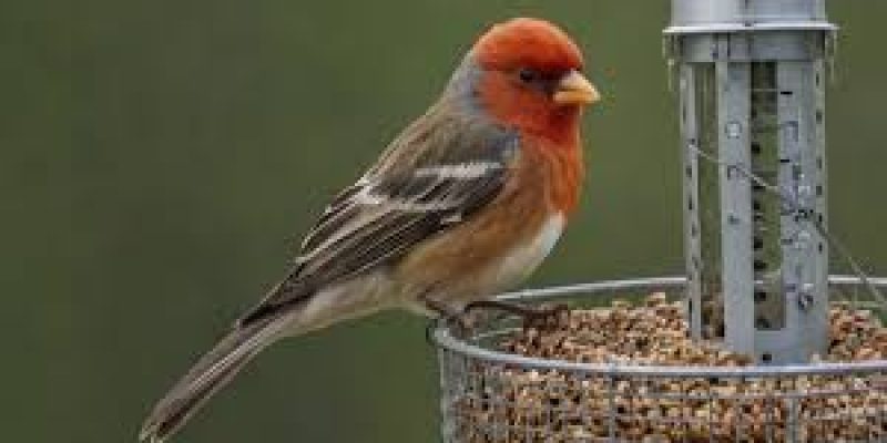 Bengal Leads India in Bird Count for Third Consecutive Year