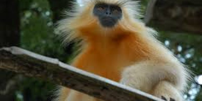 Biodiversity of Assam