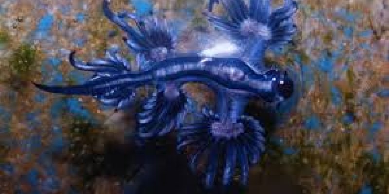 Blue dragon invasion forces closure of more beaches in Spain