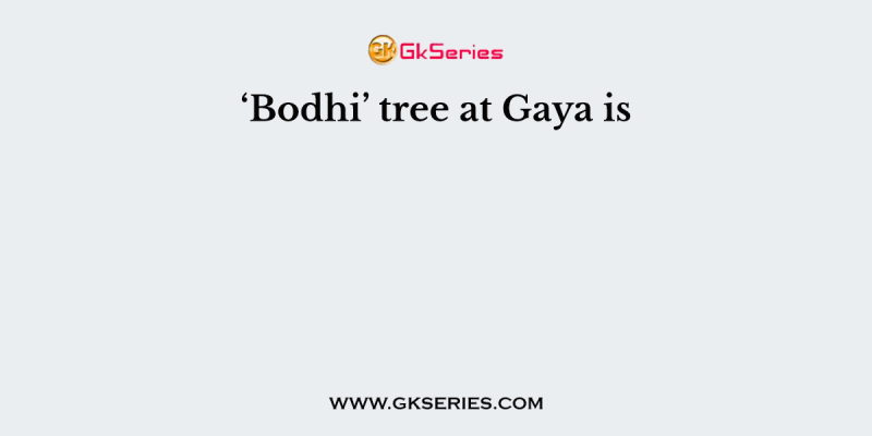 ‘Bodhi’ tree at Gaya is
