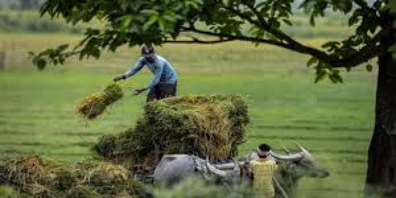 Boosting Production of Pulses under the National Food Security Mission