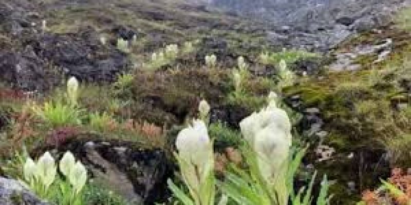 Brahma Kamal flowers bloom in Chamoli, Uttarakhand