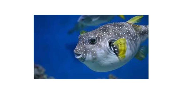 Brahmaputra Basin and Freshwater Pufferfish Risk