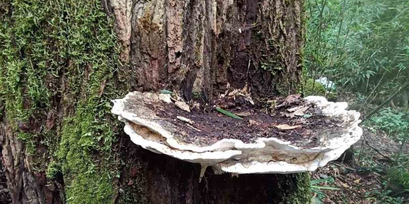 Bridgeoporus kanadii — A Colossal New Fungus from Arunachal Pradesh