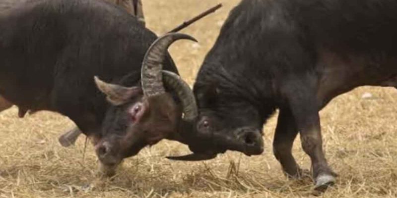 Buffalo Fights during Magh Bihu and Legal Ban