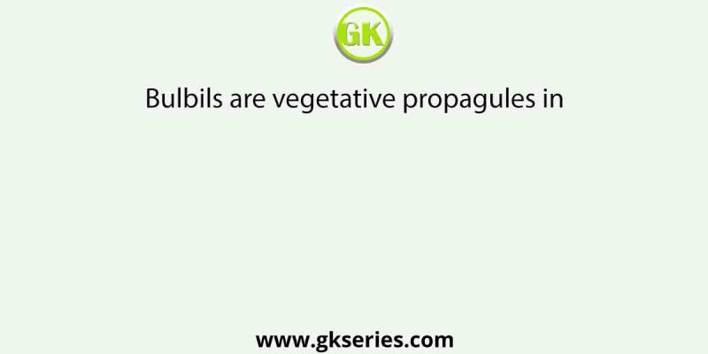 Bulbils are vegetative propagules in