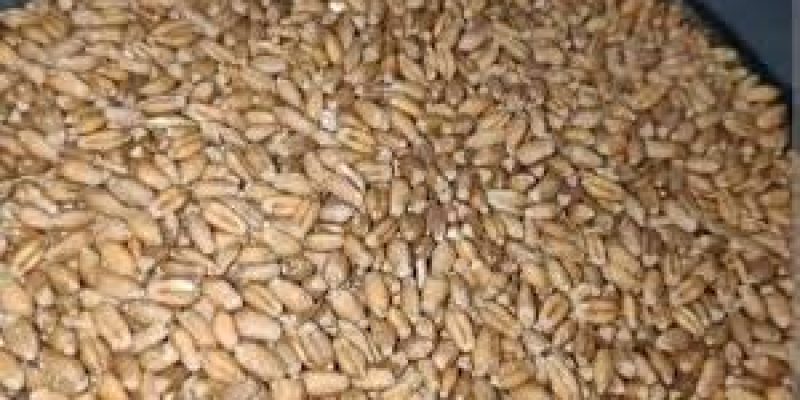 Bundelkhand Wheat Variety Gets GI Tag