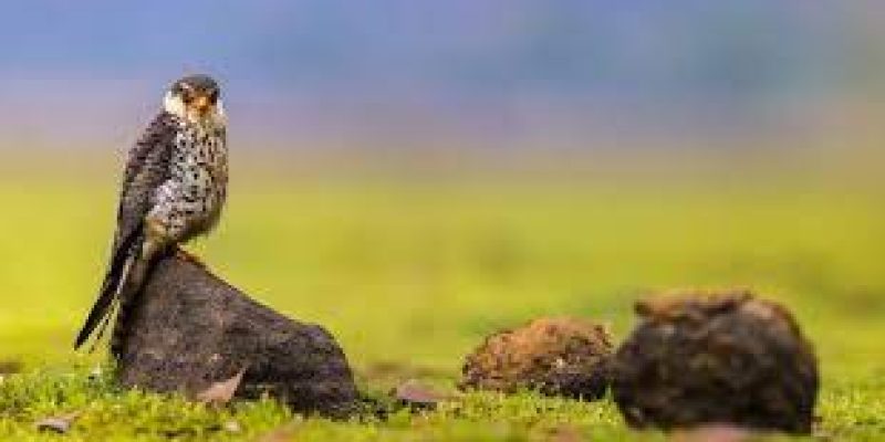 Bustard poaching in Pakistan desert shocks wildlife activists