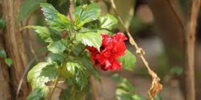 CIMAP announces photography competition on medicinal and aromatic plants