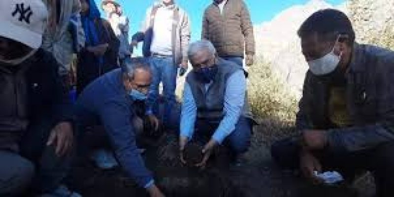 CSIR-IHBT makes history by introducing asafoetida (Heeng) cultivation in Indian Himalayan region