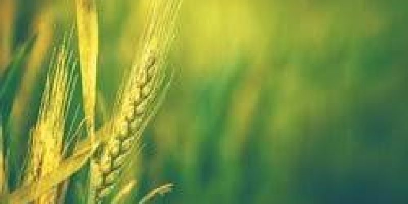 Tamil Nadu CM unveils Direct CTO scheme for green category industries