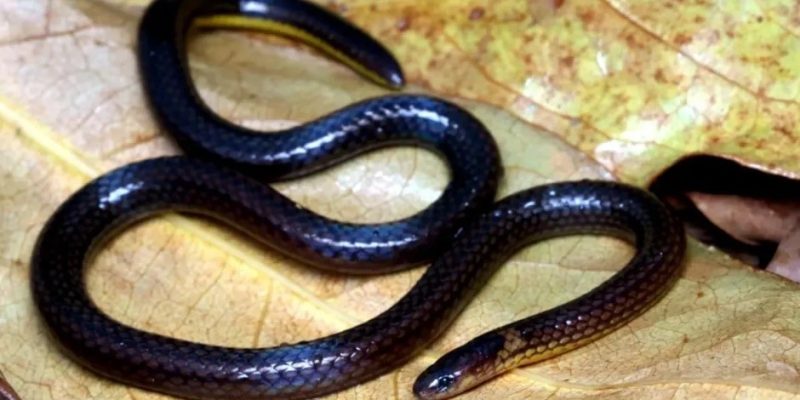 Calamaria mizoramensis — Scientists discover new species of snake from Mizoram