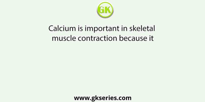 Calcium is important in skeletal muscle contraction because it