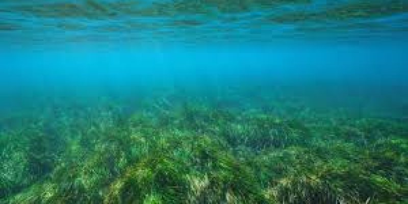 World Seagrass Day 2024, Date, History and Importance