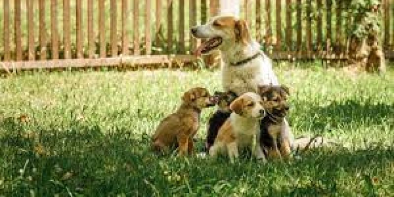 Central Government notified the Animal Birth Control Rules, 2023