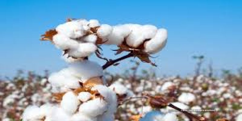 Centre Launches ₹600 Crore ‘Kapas Kranti’ Mission to Boost Long‑Staple Cotton Cultivation