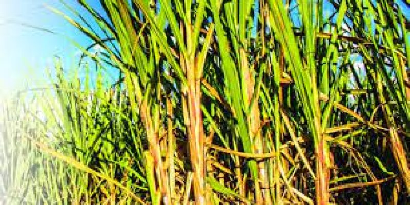 Centre approved Rs 290 per quintal as FRP of sugarcane