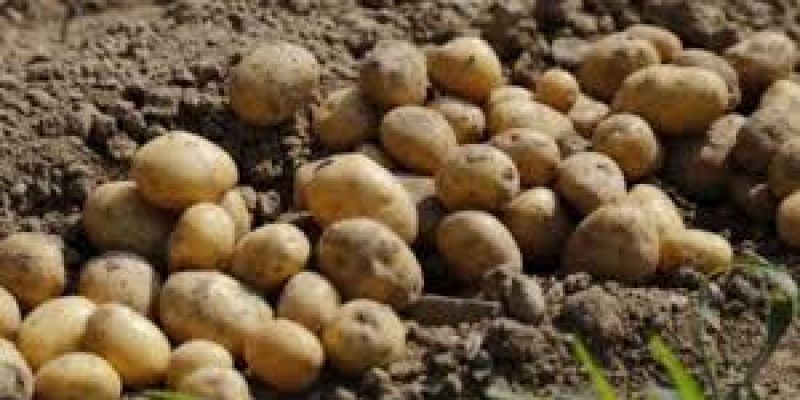 Centre approves South Asia unit of International Potato Centre at Agra