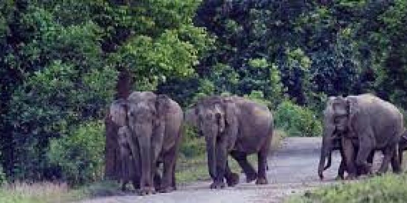 Centre approves Terai Elephant Reserve in Uttar Pradesh