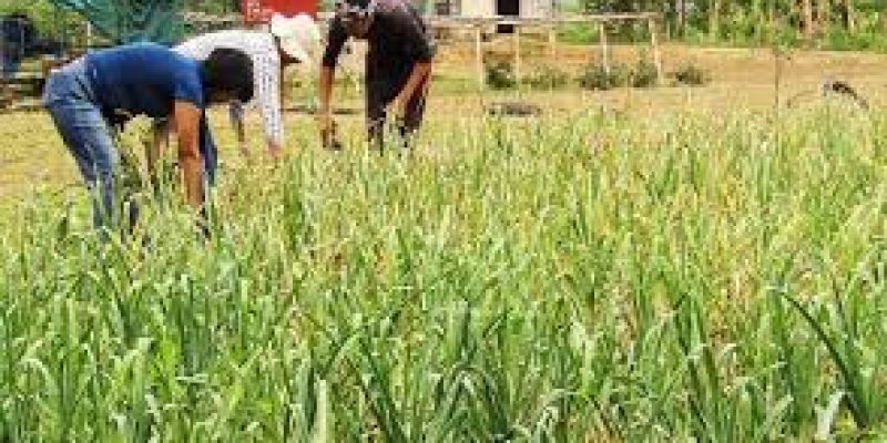 Centre called for farmers’ movement on integrated soil nutrient management