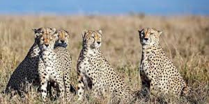 Cheetahs to be re-introduced in India after being declared extinct