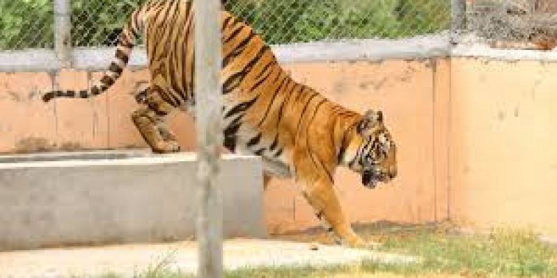 Chhattisgarh Approves Country’s Third Largest Tiger Reserve