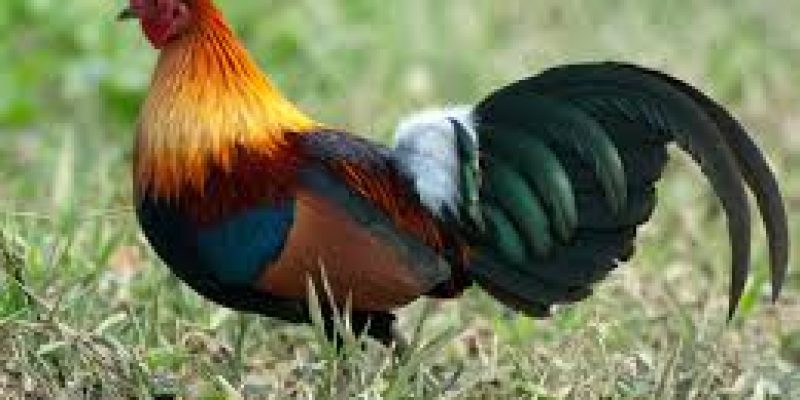 Chickens first domesticated in southwestern China, northern Thailand, Myanmar