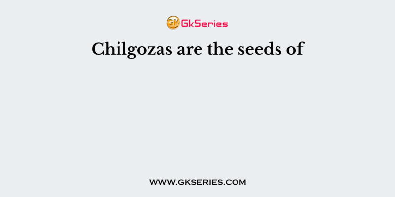 Chilgozas are the seeds of