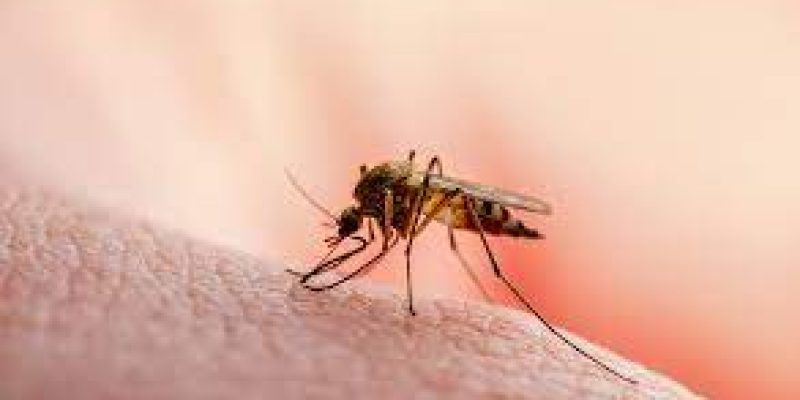China is certified malaria-free by WHO
