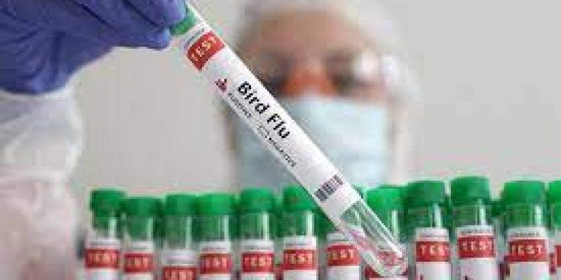 China records world’s first human death from H3N8 bird flu