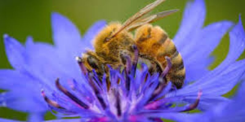 Chinese Scientists Develop World’s Lightest Brain Controller to Turn Bees into Cyborgs