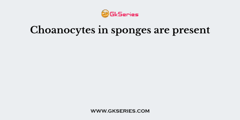 Choanocytes in sponges are present