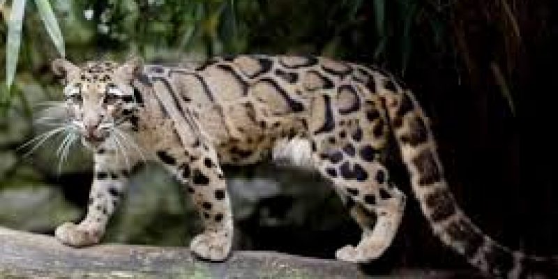 International Clouded Leopard Day 2020