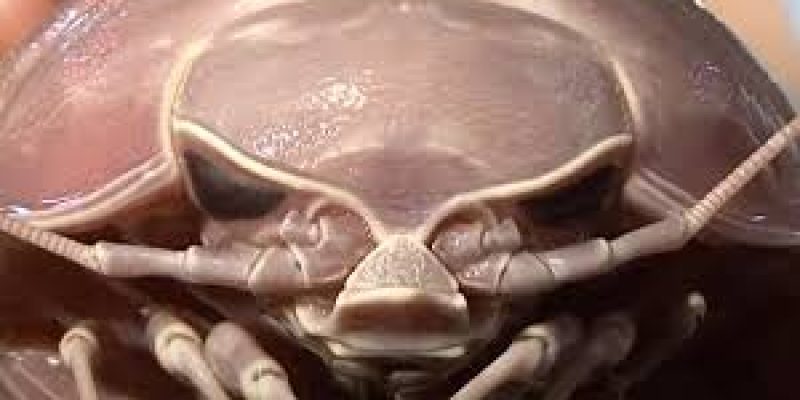 Zoologist discover 14-legged Giant ‘Darth Vader’ Cockroach